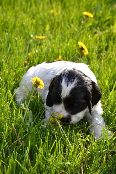 Vrh H a CH 22-Habi.JPG